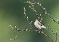 Løvsanger - Willow warbler (Phylloscopus trochilus)